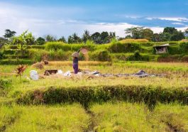 Ilustrasi lumbung pangan (food estate). Freepik